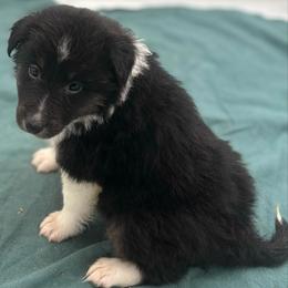 Girl 5 - Black white and tan female Shetland Sheepdog puppy in Pensacola, Florida from Nancy Barger's Siberian Huskies