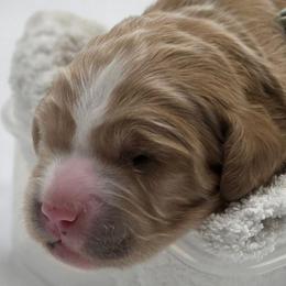 Katie - mint - Apricot female Goldendoodle puppy in Phoenix, Arizona from Kerri's Goldendoodles