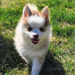 Aquata - Red and white female Pomsky puppy in Blackfoot, Idaho from Snake River Pomskys