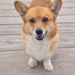 Wally - Pembroke Welsh Corgi