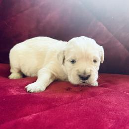 Golden Retriever Puppies from Celtic Pride Goldens