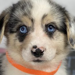 American Corgis and Pembroke Welsh Corgis from SoCal Native Corgis
