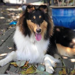 Collie All Grown Up from Manor House Collies