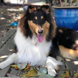 Collie All Grown Up from Manor House Collies