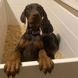Doberman Pinschers from Asguardian Kennel