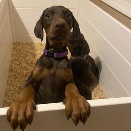 Doberman Pinschers from Asguardian Kennel