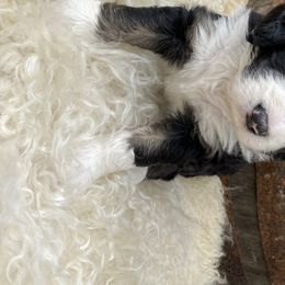 Bernedoodle Puppies from Oodles of Doodles