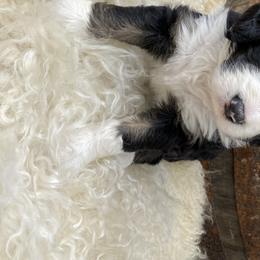 Bernedoodle Puppies from Oodles of Doodles