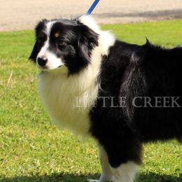 Penny - Australian Shepherd