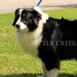 Penny - Australian Shepherd