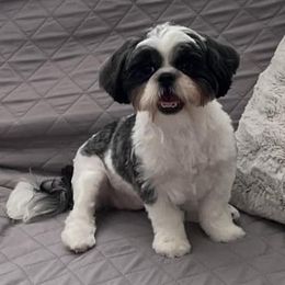 Shih Tzus from LunaPaws