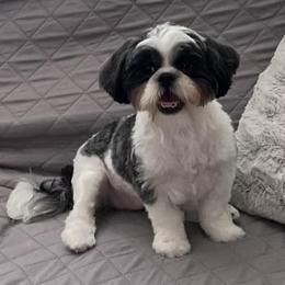 Shih Tzus from LunaPaws