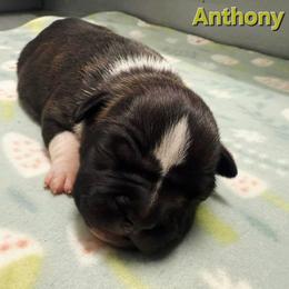 Anthony - Brown brindle male American Staffordshire Terrier puppy in Clintwood, Virginia from SkyBlue Kennel