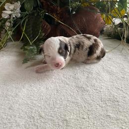 Rusty - Red merle male Miniature Australian Shepherd puppy in Oroville, Washington from High Mountain Aussies