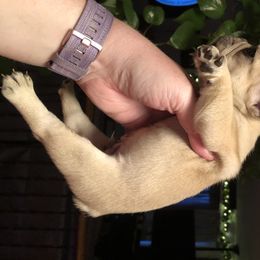 French Bulldog and Rottweiler Puppies from Starkhaus Rottweilers