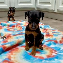 Video Maddox - Black and rust male Miniature Pinscher puppy in Eatonton, Georgia from TNT Puppies