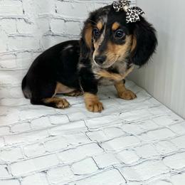 Payton - Dapple female Dachshund puppy in Smithville, Oklahoma from Bristy’s Pampered Pups