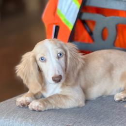 Colt - Cream male Dachshund puppy in Menifee, California from TeenieWeenieDoxies