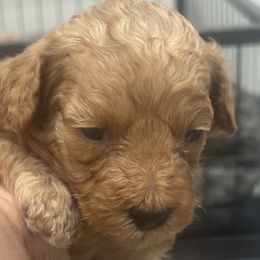 Zoe Zoe - Red  male Poodle puppy in Goodyear, Arizona from Moving and Grooving Pups