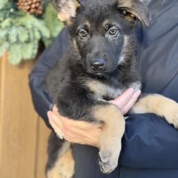Maroon-Lurch - Black and tan male German Shepherd puppy in Medical Lake, Washington from Nine Realms German Shepherds