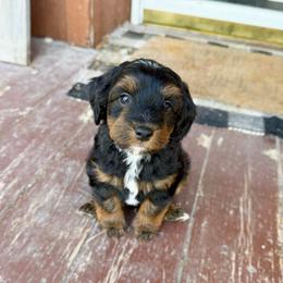 Aiden 2,500 - Phantom male Bernedoodle puppy in Wamego, Kansas from Doodles of Oz