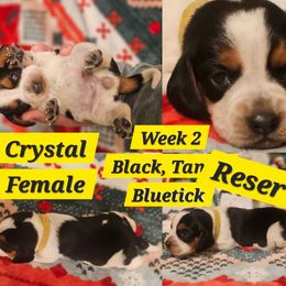 Crystal-Yellow-Female - Black tan and bluetick female Beagle puppy in Bemidji, Minnesota from Nse Farms Beagles