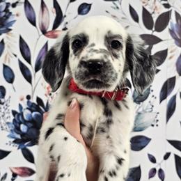 Beanie Baby - White and black male Dalmatian puppy in Gray, Georgia from Fuller Spots
