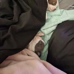 Boston Terrier Puppies from Campos Farms