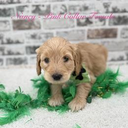 Nancy - Apricot female Goldendoodle puppy in Taylor, Michigan from Mi Best Doodle Ever, LLC