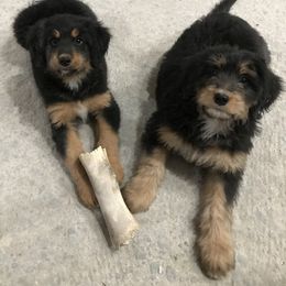 Bernedoodle and Goldendoodle Puppies from Camp Doodle Woods