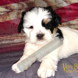 Neo AKC RARE black and rust parti - Parti male Miniature Schnauzer puppy in Dayton, Texas from Von Baron Schnauzers