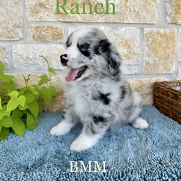 Australian Shepherd and Miniature Australian Shepherd Puppies from L Bar W Aussie Ranch