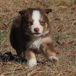 Jacob - Red tri-color male Australian Shepherd puppy in Four Oaks, North Carolina from RoseWest Farms