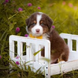 Summit - Red tri-color male Australian Shepherd puppy in Georgetown, Texas from River Reign Australian Shepherds
