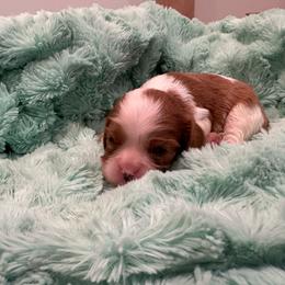 Boy 2 - Blenheim male Cavalier King Charles Spaniel puppy in Honeyville, Utah from Mike and Brandice Brown Performance Animals