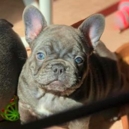 French Bulldogs from Bourbon Trail Frenchies