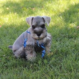 Miniature Schnauzer Puppies from Snowflake Schnauzers