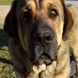 Spanish Mastiffs from Rancho 2R LLC