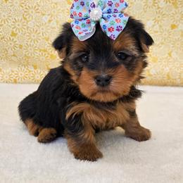 Stella - Blue and gold female Yorkshire Terrier puppy in Monticello, Iowa from Ashley’s Puppies