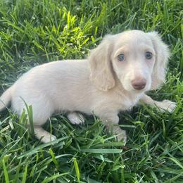 Royce or ghost - Dachshund