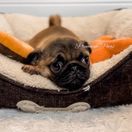 Alice - Fawn female Pug puppy in Shady Hills, Florida from Premium Pugs