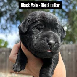 Black Collar - Black male Labrador Retriever puppy in Galt, California from On My Side Kennels
