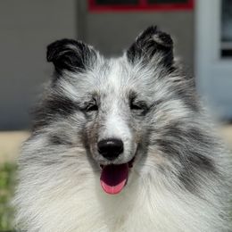 Secret - Shetland Sheepdog