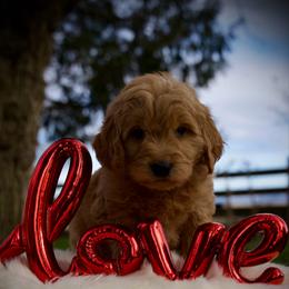 Blueberry - Apricot female Goldendoodle puppy in Mc Arthur, California from California Golden Love