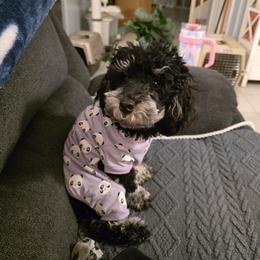 Stella - Poodle