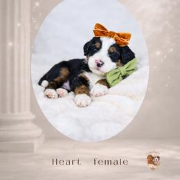 Girl 6 - female Bernedoodle puppy in Canton, Georgia from Teddy Puppies