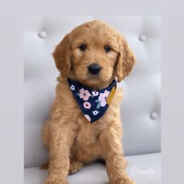 Goldendoodle Puppies from Doodle Bliss