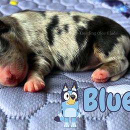 Bluey - Blue merle female Miniature American Shepherd puppy in Millington, Tennessee from Goading Glee Glade