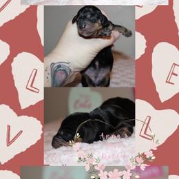 Beauty - Black and tan female Dachshund puppy in Pope, Mississippi from Anna’s Mini Doxies