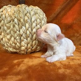Deisy - White female Maltese puppy in Asheville, North Carolina from TCBs Glowing Maltese